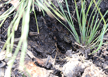 Shara™ Lomandra April 2020 in-ground soil still very wet, 2 months after flooding and more consistent rain since flood