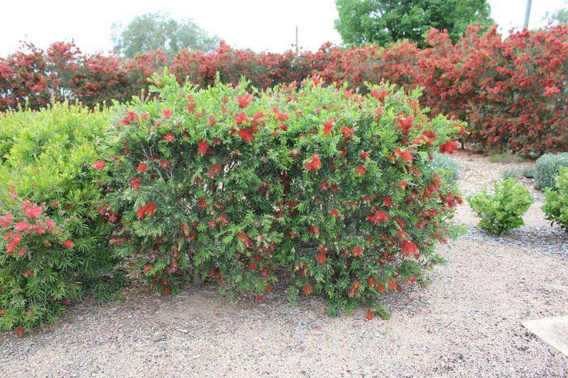 Green John™ Callistemon