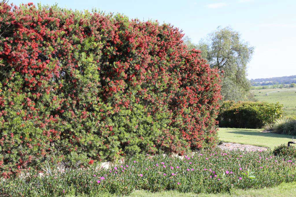 Slim Callistemon