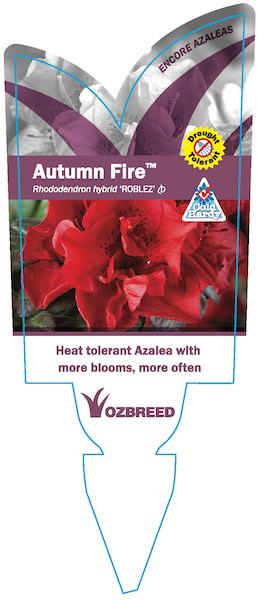 Ozbreed Autumn Fire