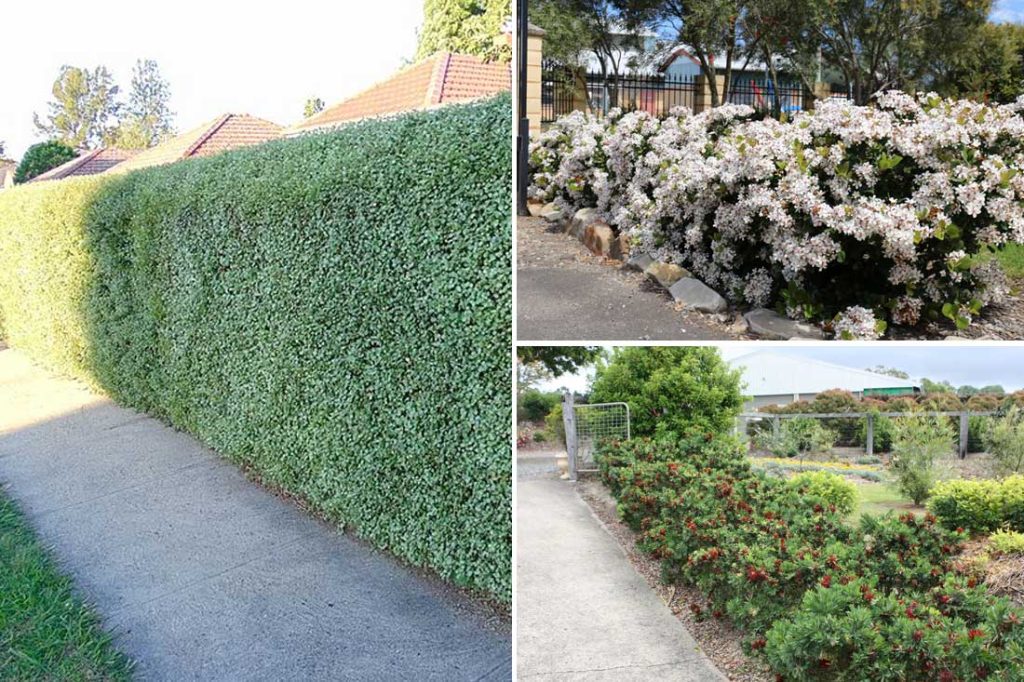 Best Hedge Plants in New Zealand
