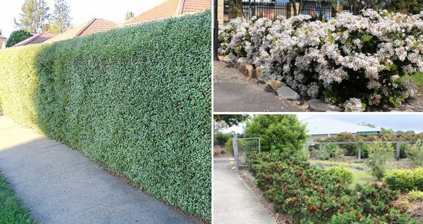Best Hedge Plants in New Zealand