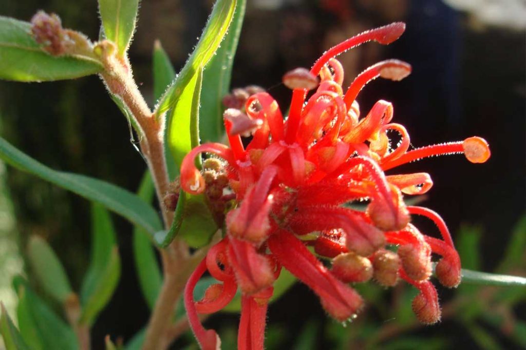 Grevilleas in New Zealand: A Touch of Exotic Beauty to Your Garden ...