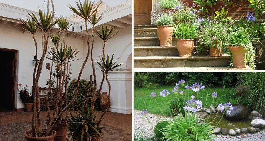 guide to outdoor plants