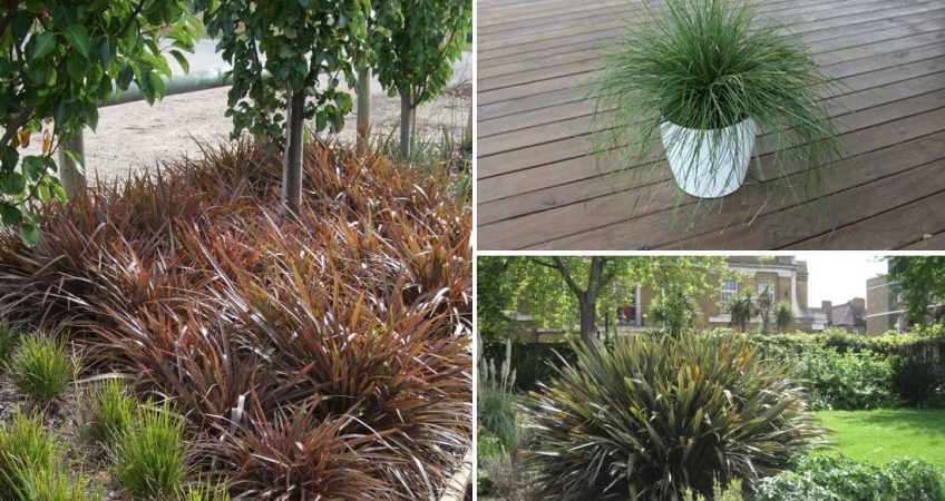 Low Maintenance Plants New Zealand