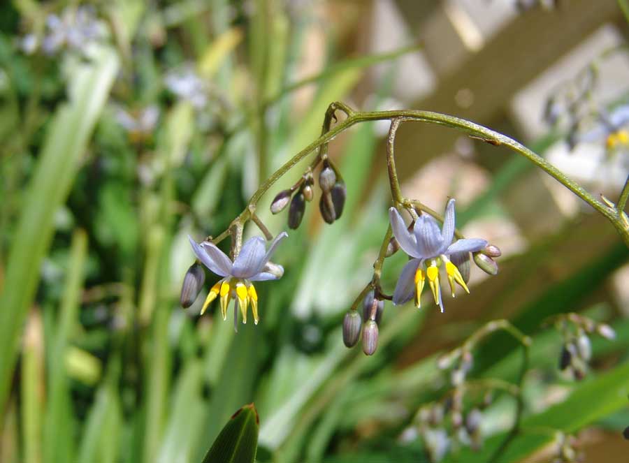 breeze plant