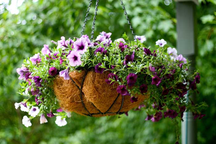 Hanging Plants New Zealand - Ozbreed New Zealand