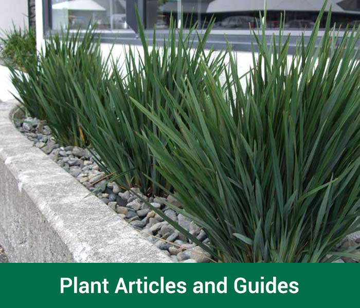 Plant Articles and Guides
