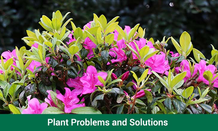 Plant Problems and Solutions