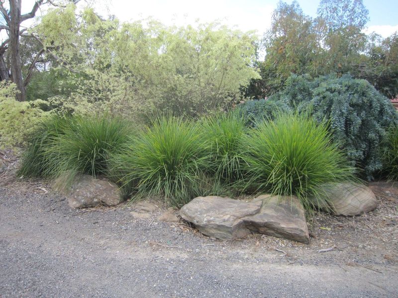 4 Plants for Erosion Control - Ozbreed New Zealand