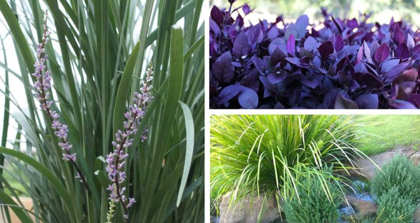 Coastal Plants NZ