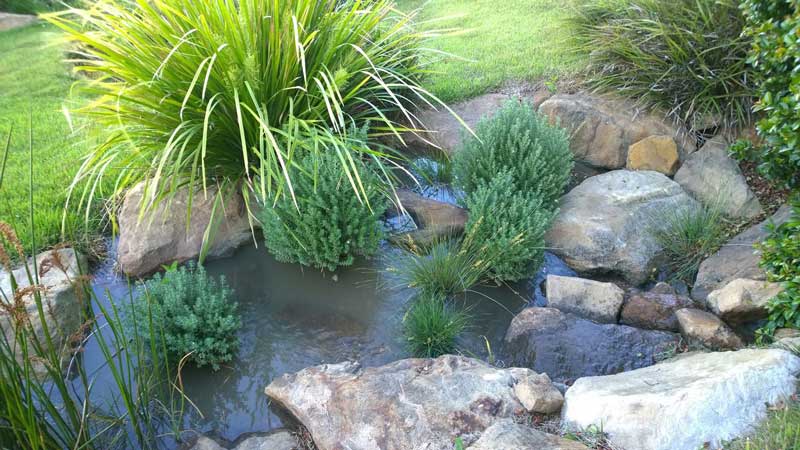 5 Coastal Plants to Use in NZ Landscapes - Ozbreed New Zealand