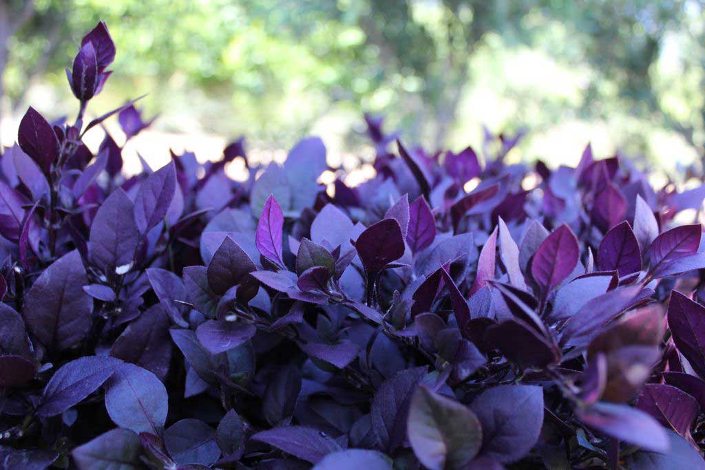 coastal plants new zealand