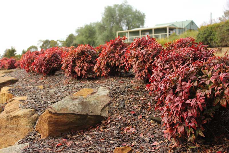 Blush Nandina