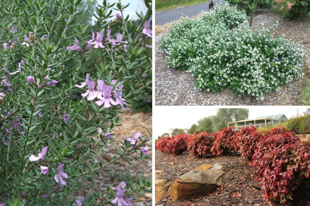 Drought tolerant plants