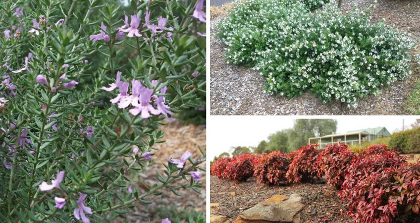 Drought tolerant plants