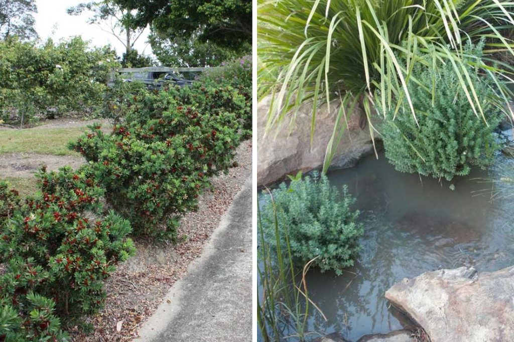 Shrubs and Hedges Survive Flooding