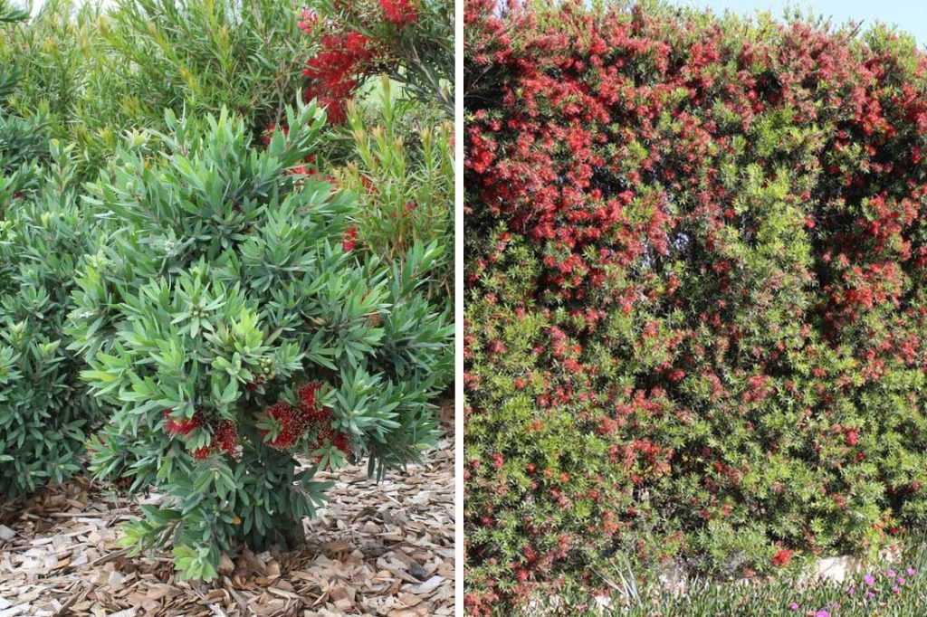 bottlebrush plant