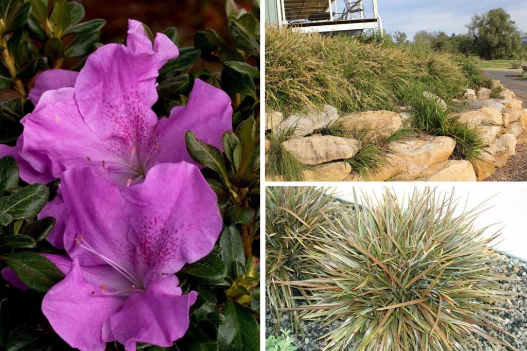 Functional and Reliable Landscape Plants