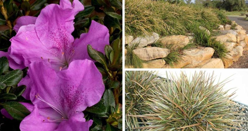 Functional and Reliable Landscape Plants