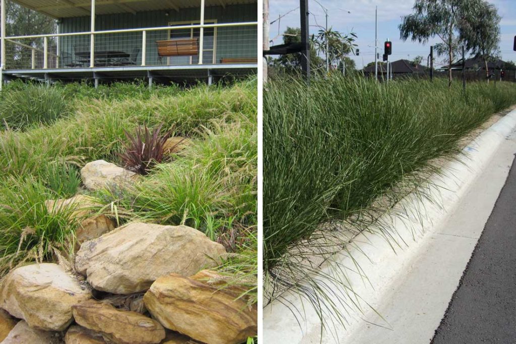 4 Plants for Erosion Control