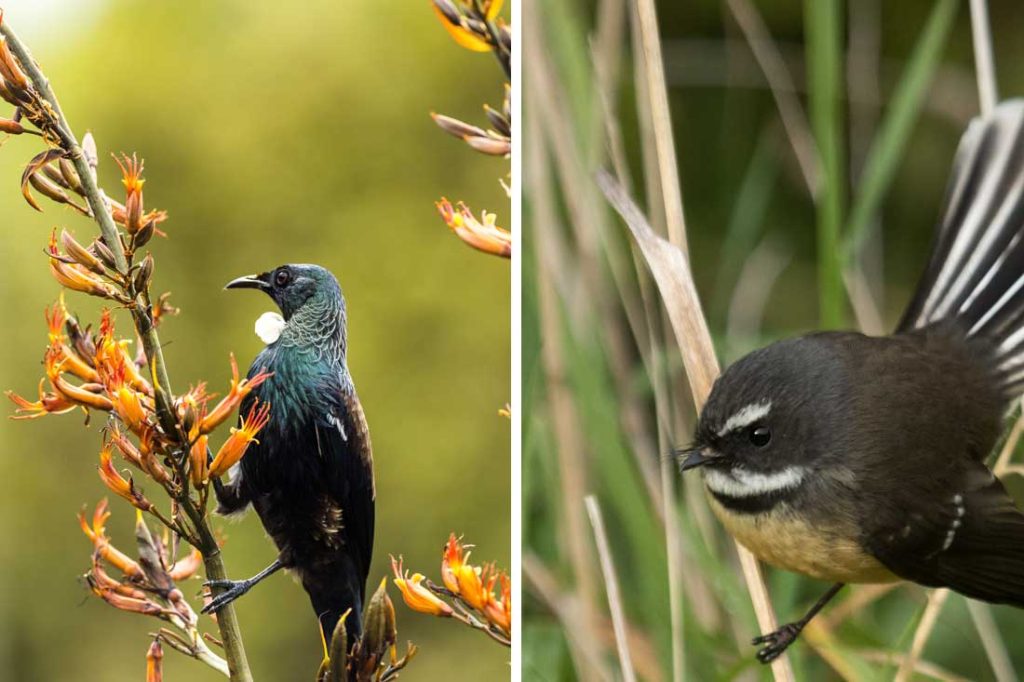 Attract Native NZ Birds to Your Garden