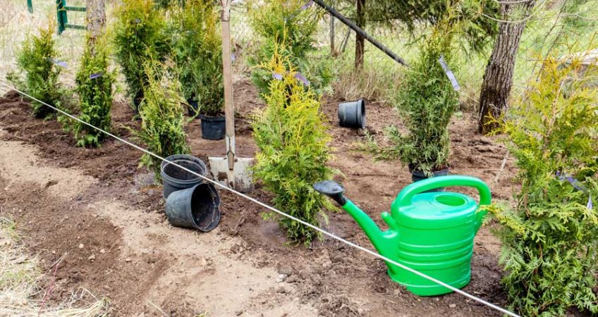 Plant a Hedge in New Zealand