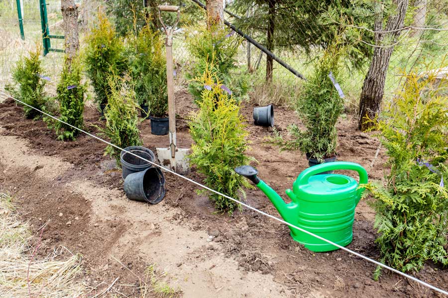 Plant a Hedge in New Zealand