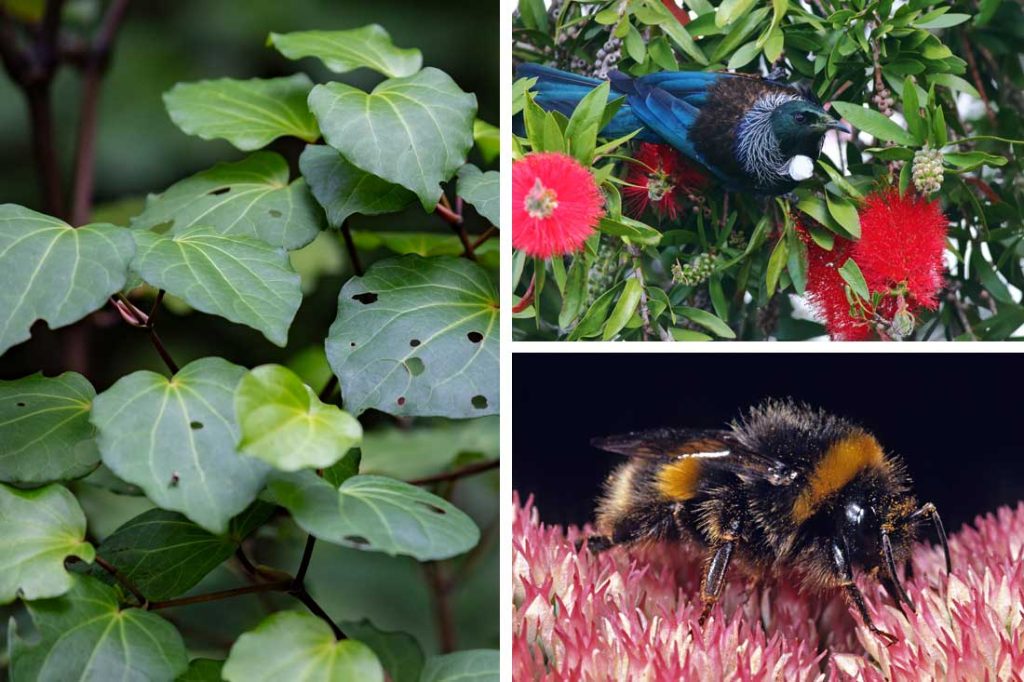 Plants That Support Local Wildlife