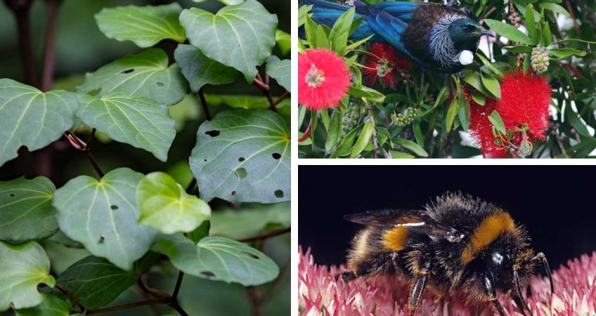 Plants That Support Local Wildlife