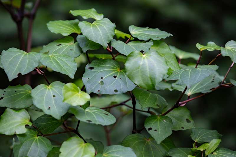 kawakawa plant